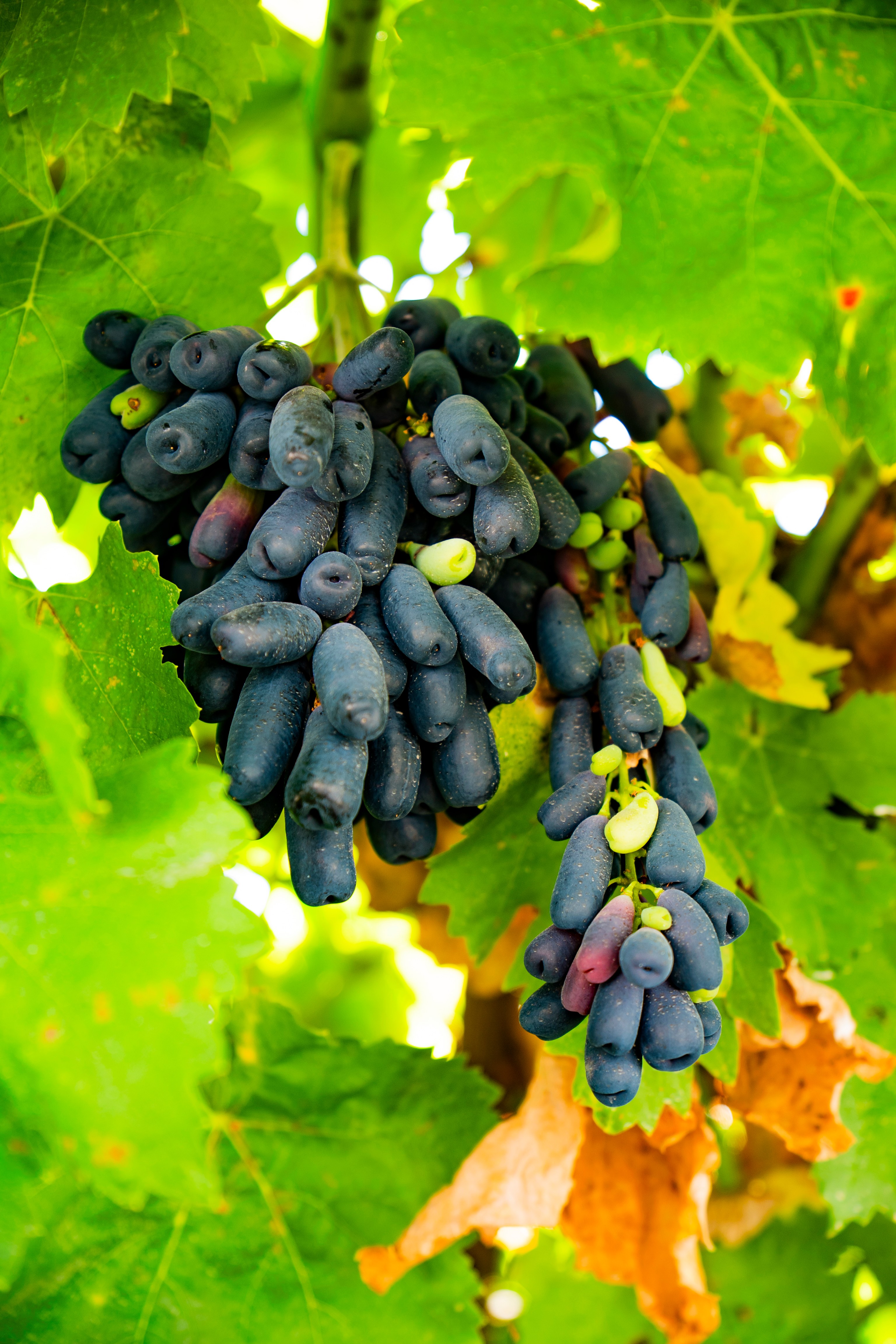 DSC05129修 DSC05129修