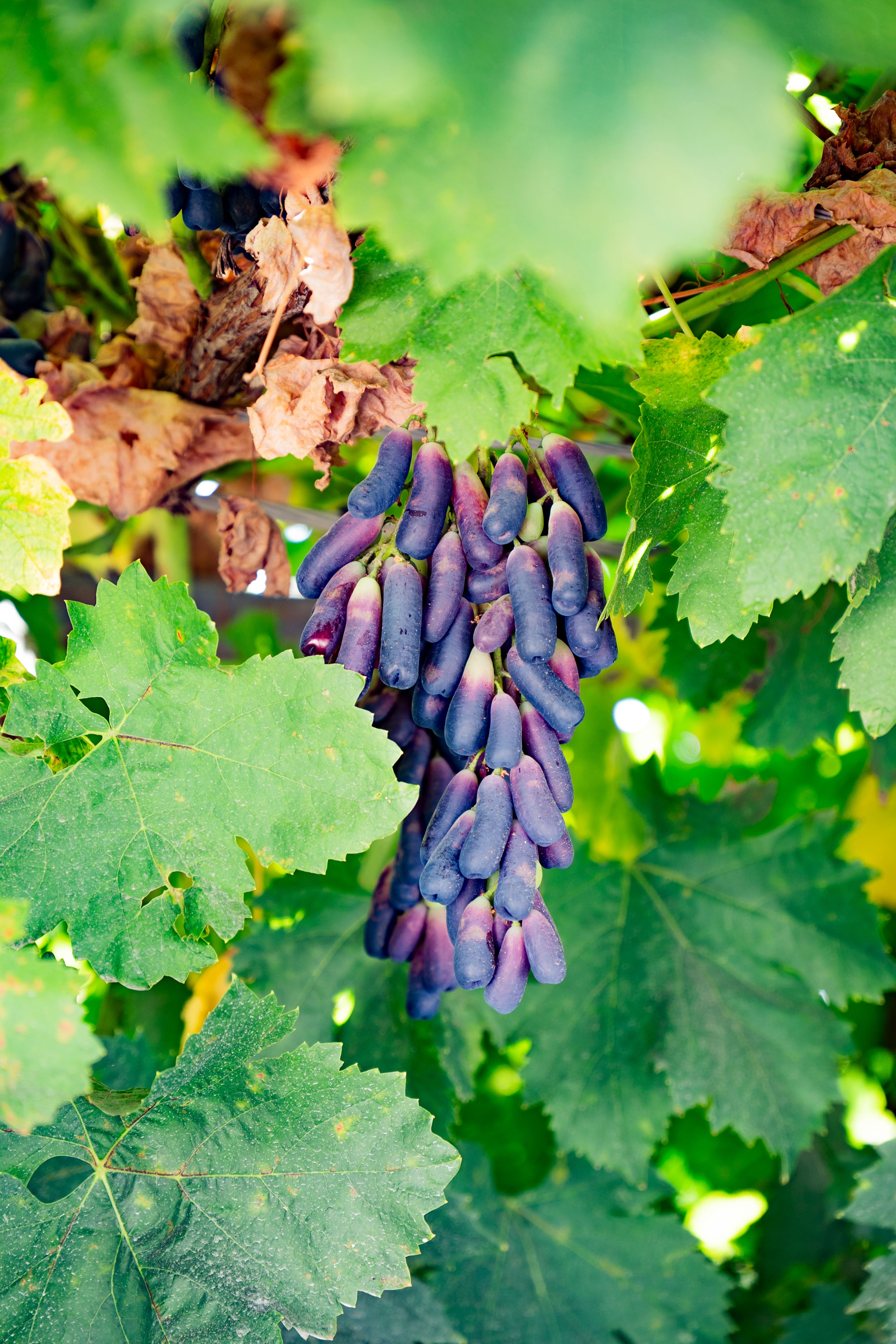 DSC05130修 DSC05130修